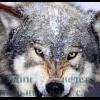 Передняя подвеска - последнее сообщение от wolf75